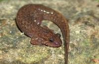 : Desmognathus santeetlah; Santeetlah Salamander