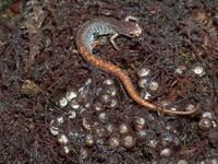 : Hemidactylium scutatum; Four-toed Salamander