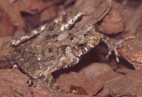 : Leptophryne borbonica; Hourglass Toad