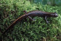 : Onychodactylus japonicus; Japanese Clawed Salamander