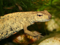 : Paramesotriton chinensis; Chinese Warty Newt