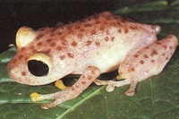 : Pristimantis chalceus