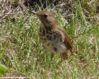 : Catharus guttatus; Hermit Thrush