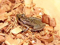 : Scinax cuspidatus