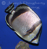 : Chaetodontus humeralis; Threebanded Butterflyfish