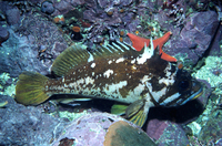 : Sebastes carnatus; Gopher Rockfish