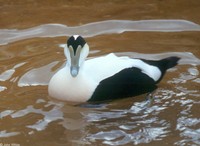 : Somateria mollissima; Common Eider