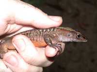 : Ameiva festiva; Central American Whiptail