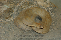 : Crotalus durissys ssp. unicolor; Aruba Island Rattlesnake