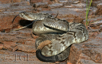 : Crotalus molossus; Blacktailed Rattlesnake
