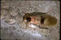 : Blaberus craniifer; Death's Head Cockroach