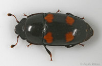 : Glischrochilus obtusus
