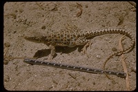 : Gambelia wislizenii wislizenii; Large-spotted Leopard Lizard