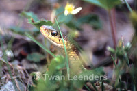 : Thamnophis sirtalis pallidus