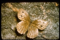 : Nymphalidae sp.; Common Wood Nymph