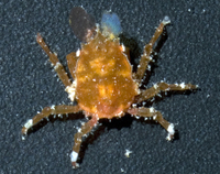 : Menaethius orientalis