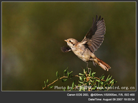 Lanius isabellinus Rufous-tailed Shrik 荒漠伯勞 066-013