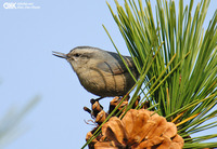 쇠동고비 [Chinese nuthatch]