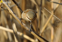 Fig. 16. Chinese Penduline Tit : 스윈호오목눈이