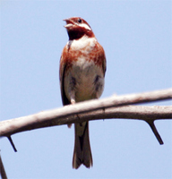 Pine Bunting