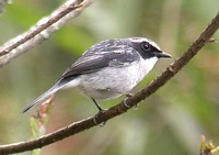 Grey Bushchat Saxicola ferreus  - GlobalTwitcher.com