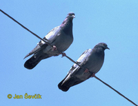 Photo of holub skalní Columba livia Rock Pigeon