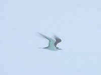 Sooty Tern (Onychoprion fuscata)