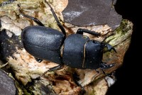 Bøghjort (Dorcus parallelipipedus) Foto/billede af