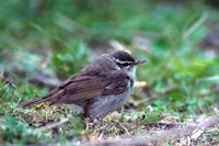 Sakhalin Leaf Warbler　or Eastern Pale-legged Leaf Warbler (Phylloscopus borealoides)