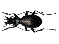 Carabus irregularis ramanus