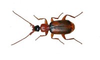 Zuphium olens