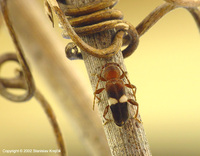 Phymatodes fasciatus