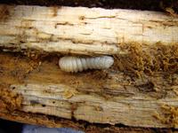 Lepromoris gibba