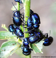 Eumolpus asclepiadeus