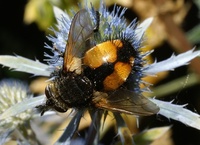 Tachina fera