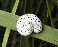 Tenthredo scrophulariae