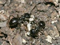 Lasius fuliginosus