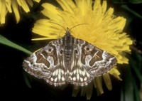 Callistege mi - Mother Shipton