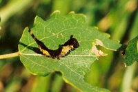 Cerura vinula - Puss Moth