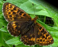 Boloria thore - Thore's Fritillary