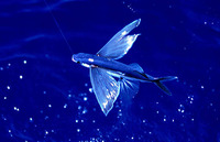 Exocoetus volitans, Tropical two-wing flyingfish: fisheries