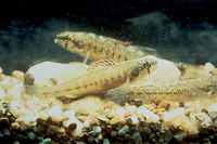 Etheostoma fonticola, Fountain darter: