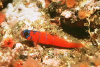 Lythrypnus dalli, Bluebanded goby: aquarium