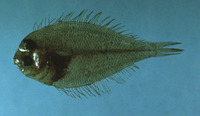 Citharichthys cornutus, Horned whiff: