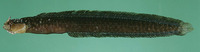 Halidesmus thomaseni, Thomasen's snakelet: