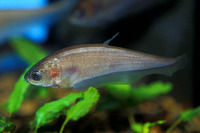 Notopterus notopterus, Bronze featherback: fisheries, aquaculture, aquarium