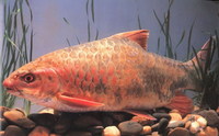 Spinibarbus denticulatus, : fisheries