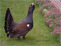 Western Capercaillie Tetrao parvirostris