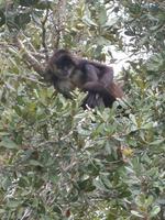 Image of: Ateles geoffroyi (Central American spider monkey)