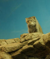 Image of: Felis manul (Pallas' cat)